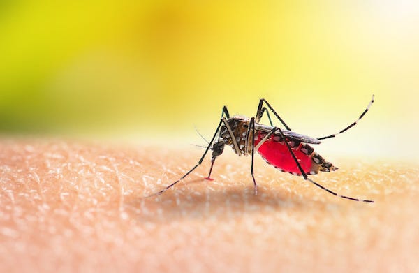Mosquito sucking blood on human skin