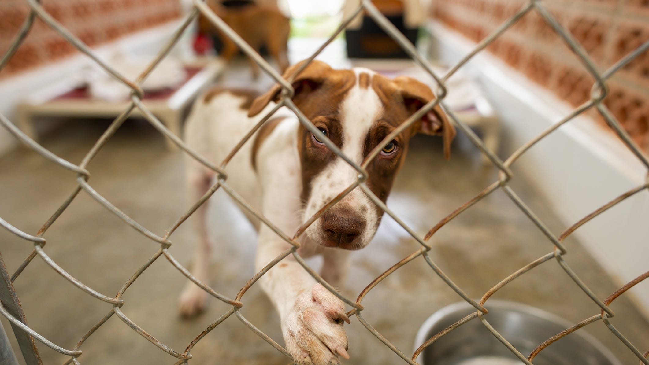 Abandoned pets found in Bay Area parks as in-person work resumes