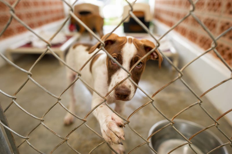 Abandoned pets are being found in the Bay Area as more people return to the office, putting a strain on animal shelters.