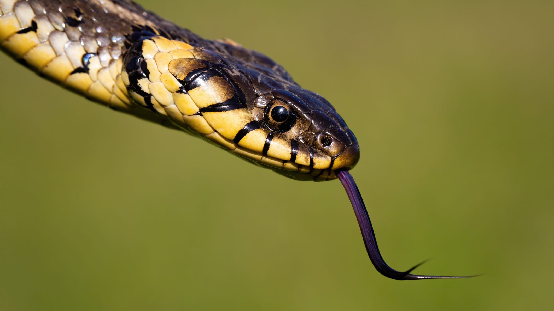 Snake slithers on Kansas woman's windshield as she drives down the freeway