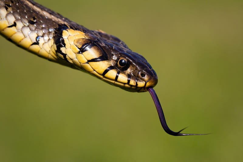 Snake