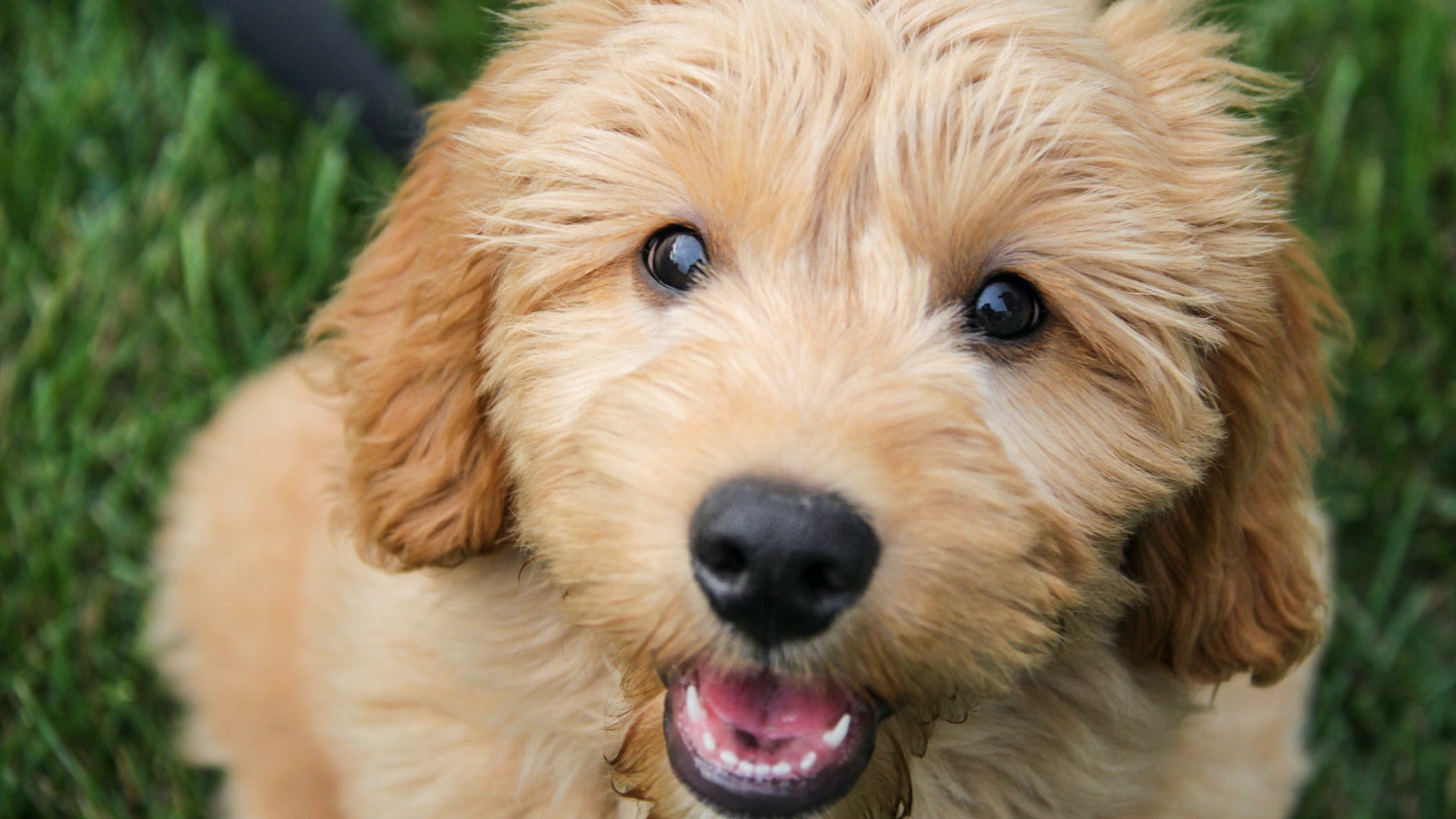 Here are the most popular dog breeds this year