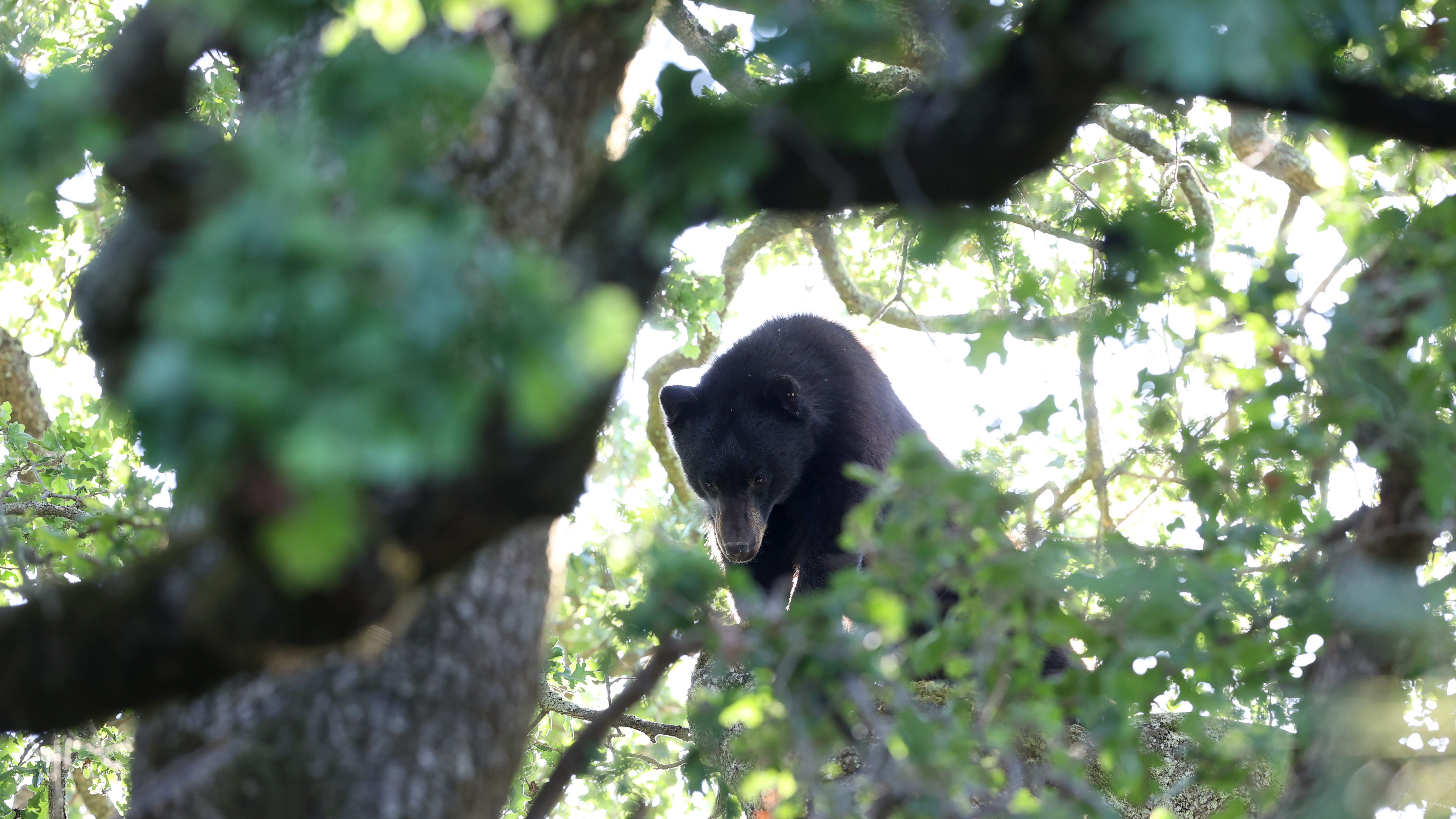 Black bear mauls NJ woman checking her mail
