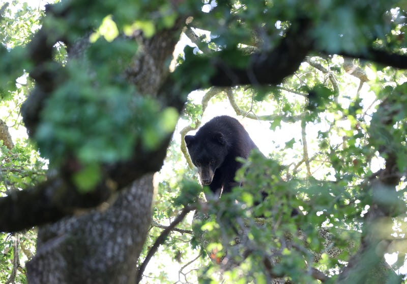 A black bear, the same type of bear that attacked a woman in New Jersey on Wednesday. Not the image of the specific bear responsible for the attack.