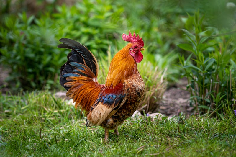 Rooster