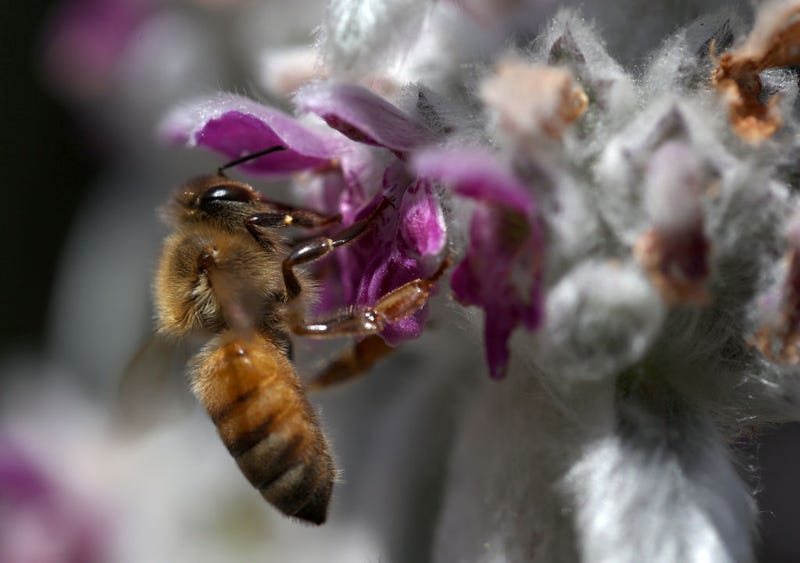 A honeybee pollinates a flower on a lamb's ear plant on May 16, 2021 in San Anselmo, California.