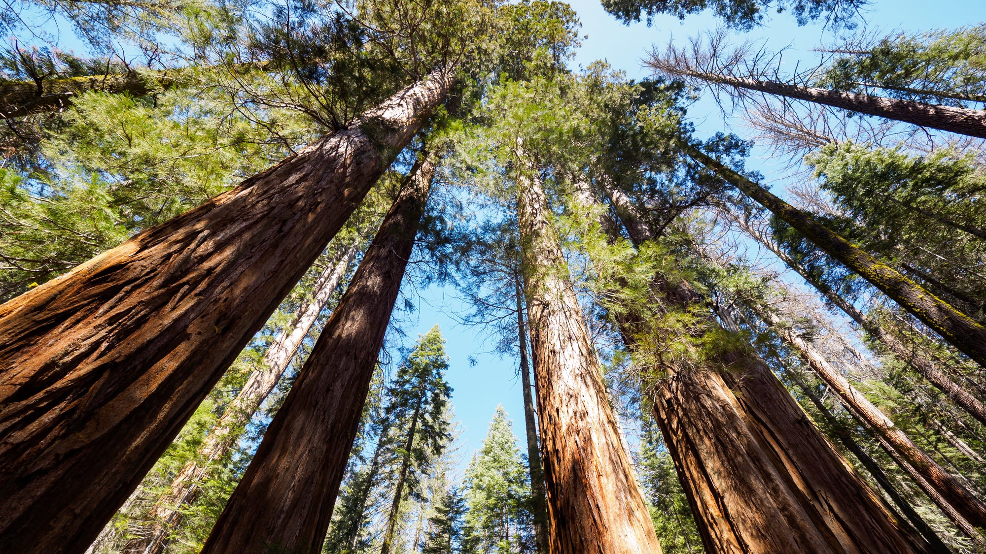 Wildfire threatens Yosemite's iconic giant sequoia grove
