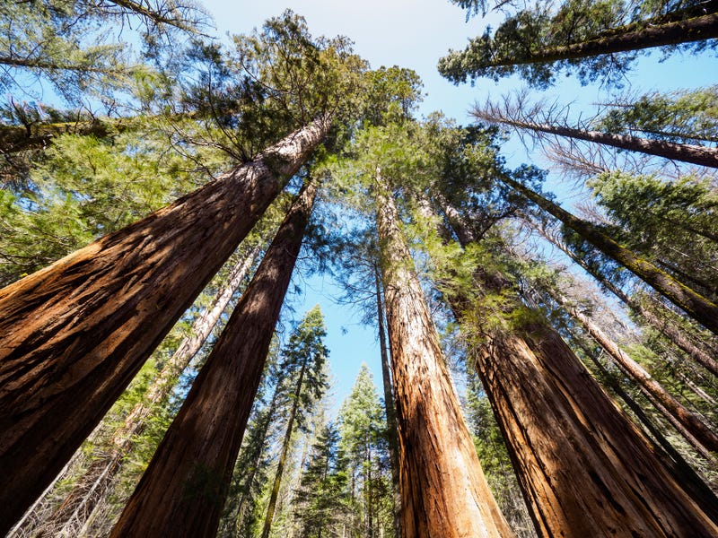 Giant Sequoia Trees In Mariposa Grove, Yosemite National Park