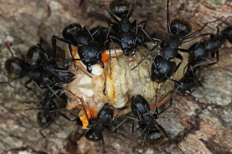 ants