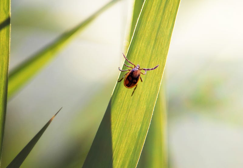 July has seen the highest number of tick-related ER visits since 2017 across the country, the CDC said, with the Northeast especially vulnerable