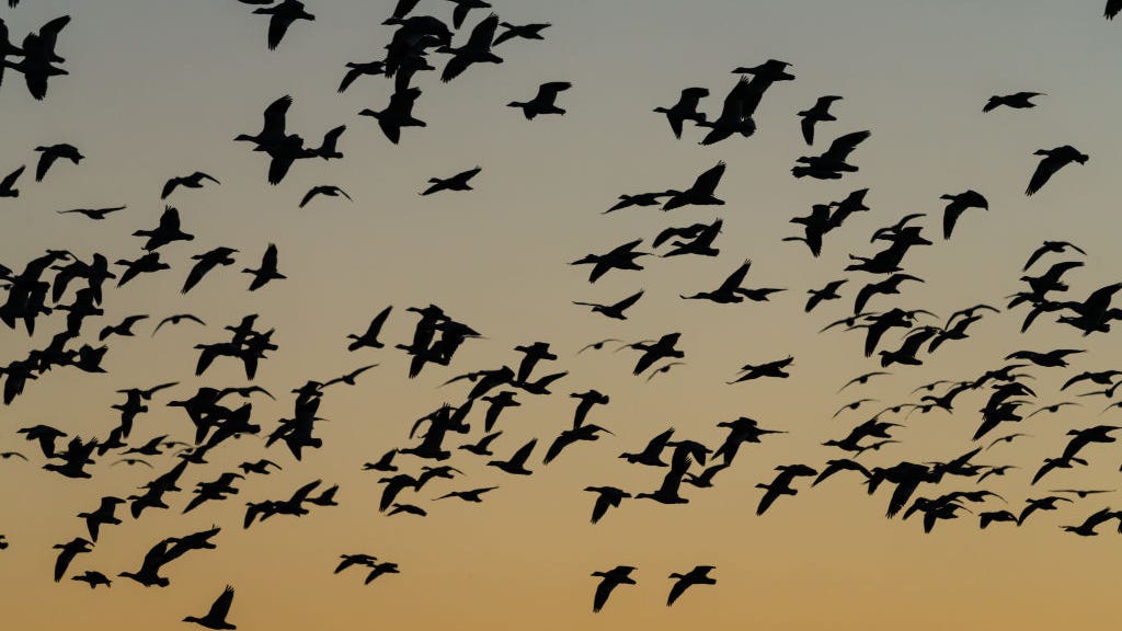 "Lights Out Texas" begins tonight to help protect migrating birds