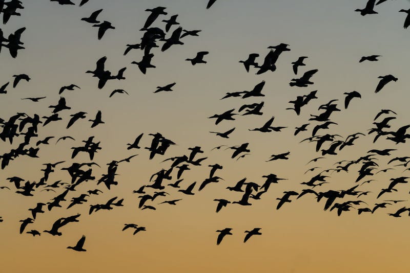 Migrating Birds