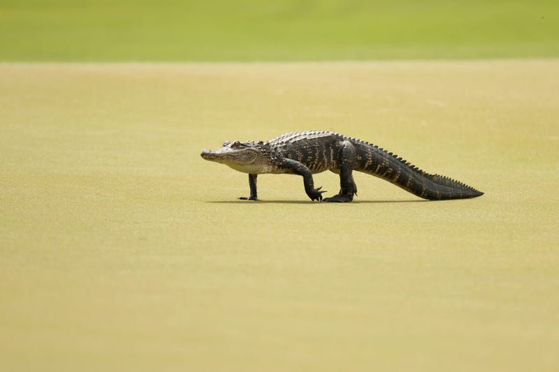 An alligator crosses the PGA Championship green in South Carolina.