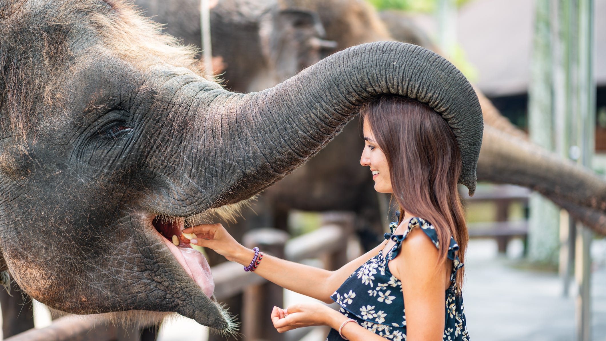 Fort Worth Zoo offers Valentine's adoption packages