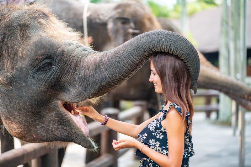 woman feeds an elephant at a contact zoo, which has its trunk wrapped around her