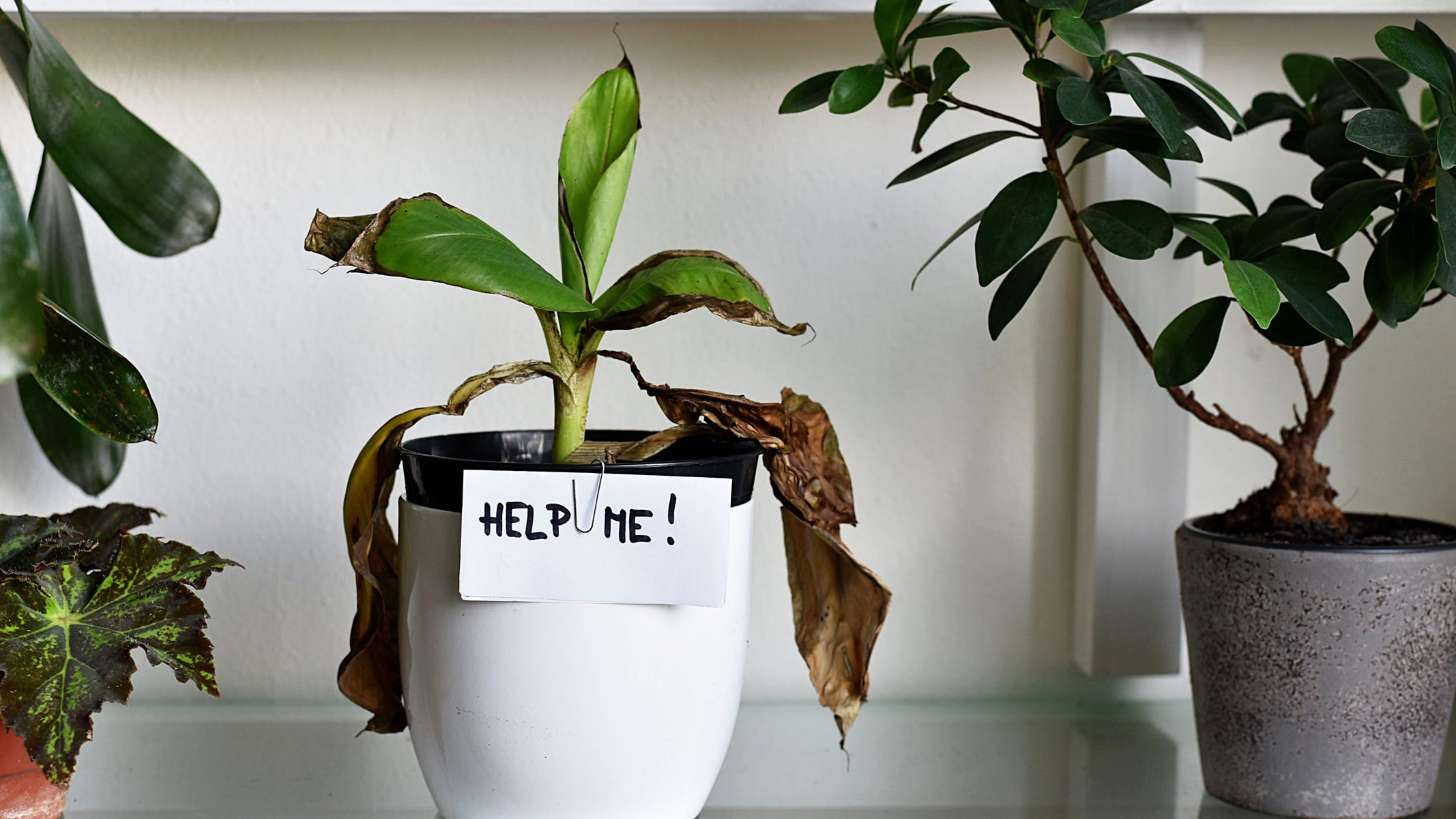 24% of Americans admit they can’t keep a houseplant alive for six months