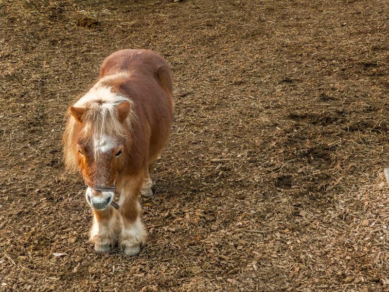 A mini horse. 