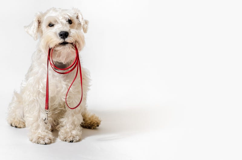 Cure dog with leash