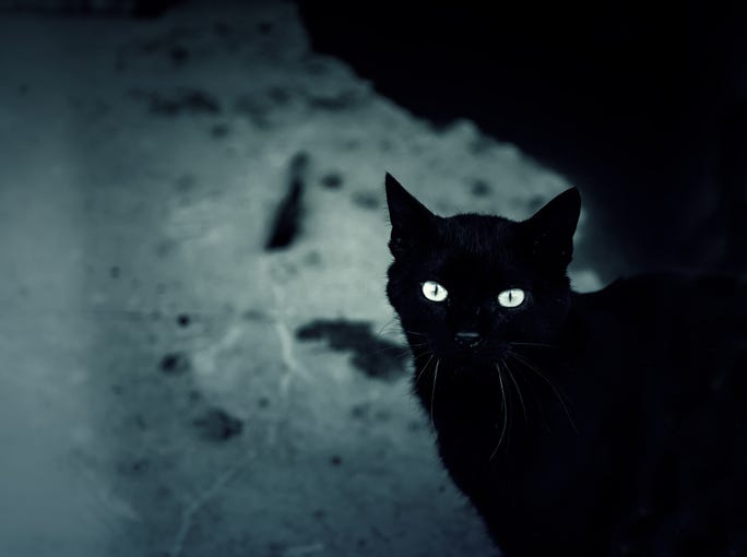 Black Cat