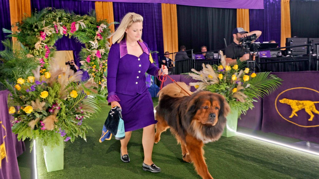 Westminster Kennel Club Dog Show postponed due to COVID-19