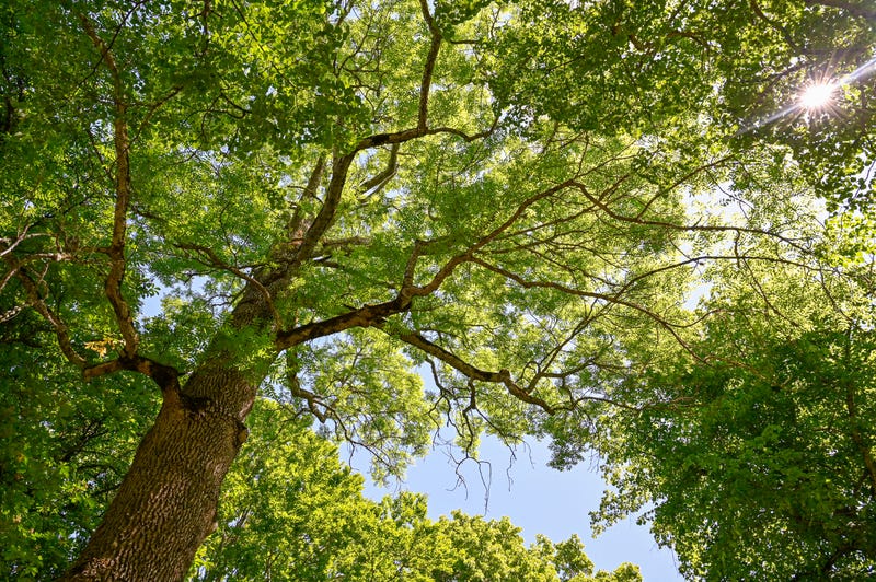 Morton Arboretum