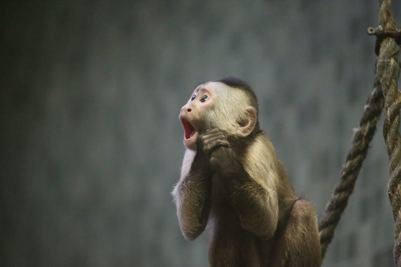Monkey