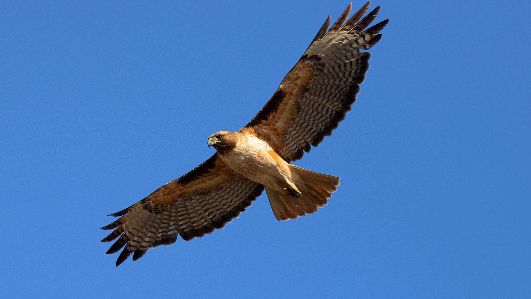 Oakland hospital's red-tailed hawk couple finally gets named