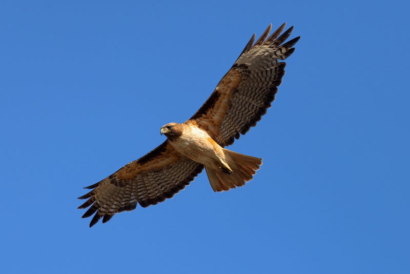 The hawks have been seen around the hospital for years.