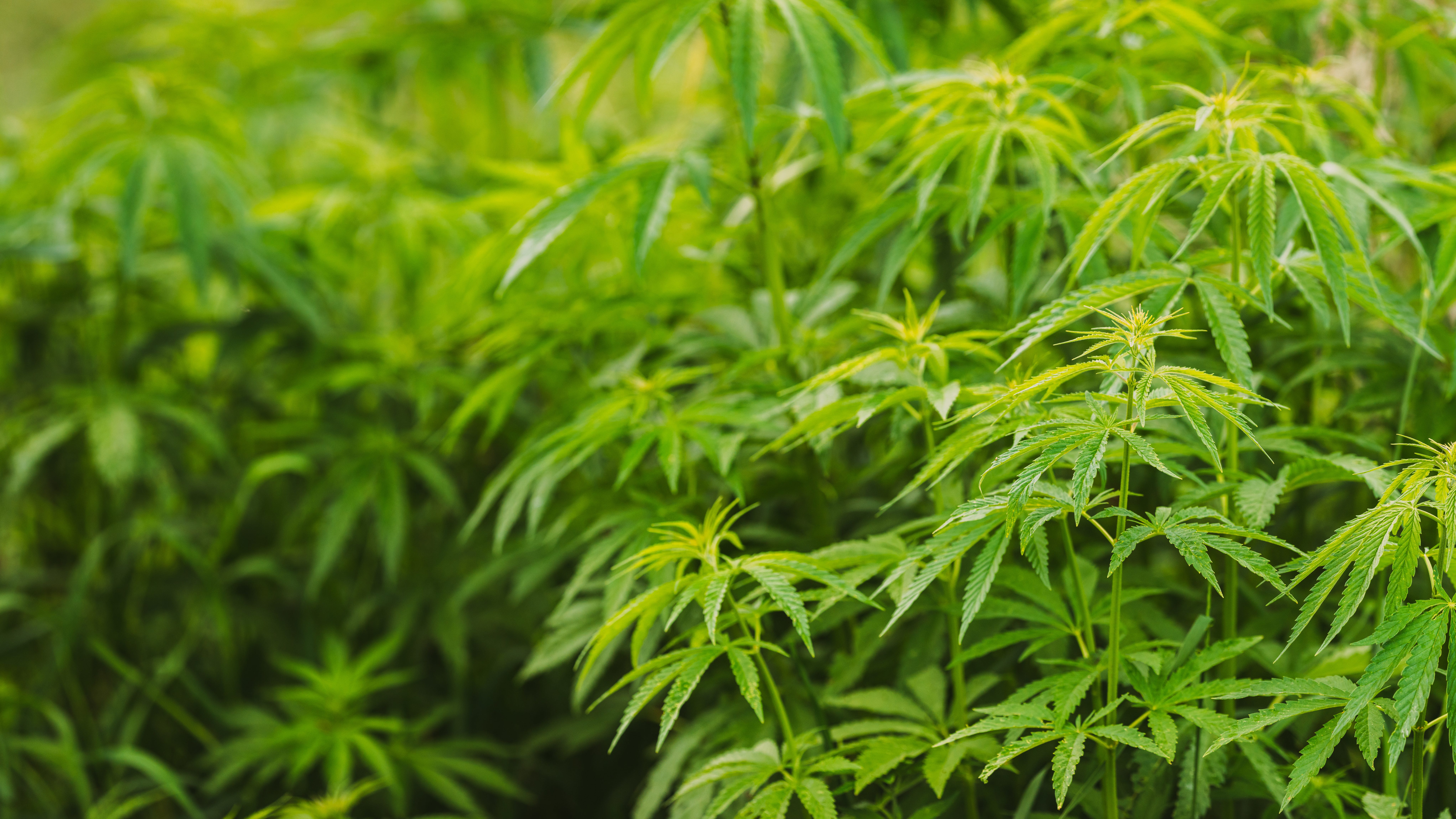 Denton group continues push to decriminalize cannabis