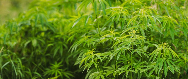 cannabis plants