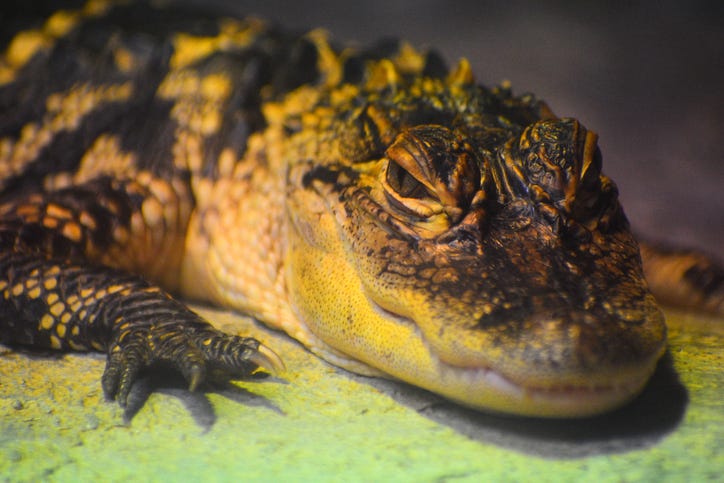 Alligator caught in east Dallas