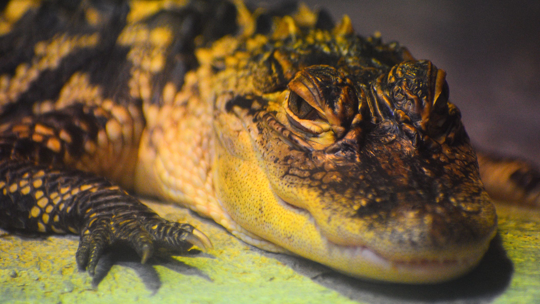 Report: Baby alligator found strolling through backyard in Dearborn Heights