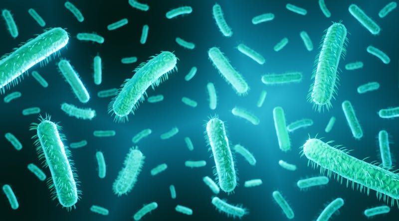 E. coli bacteria
