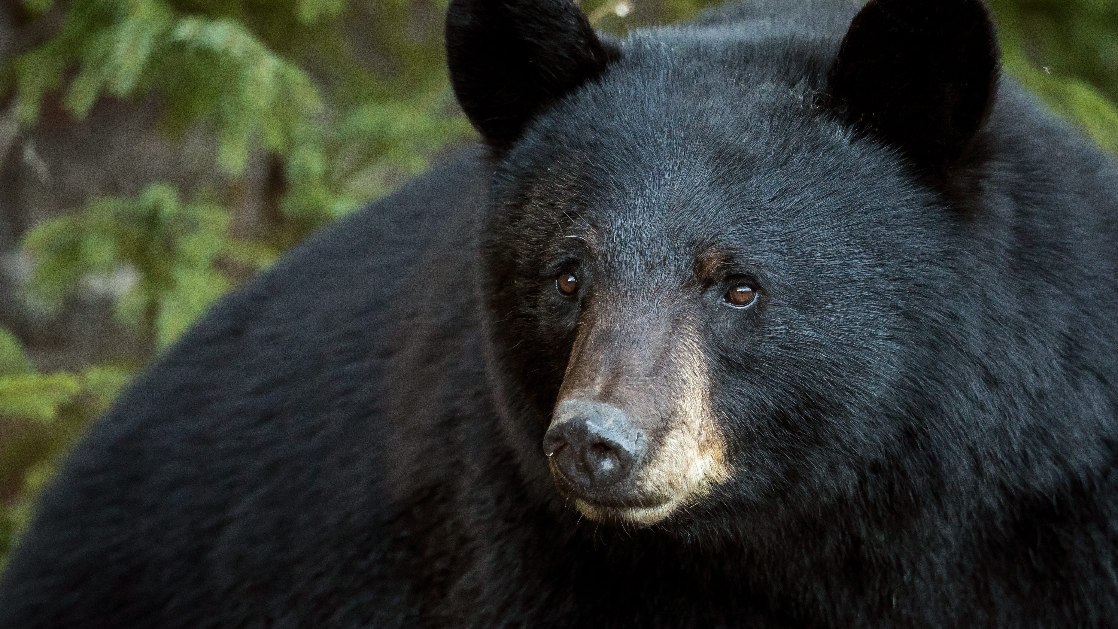 Black bear breaks into bakery, downs 60 cupcakes