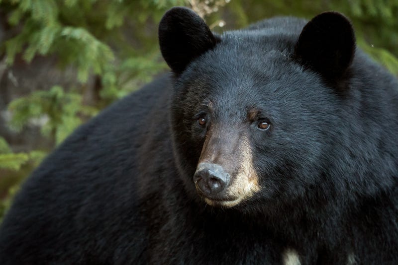 Black bear. 