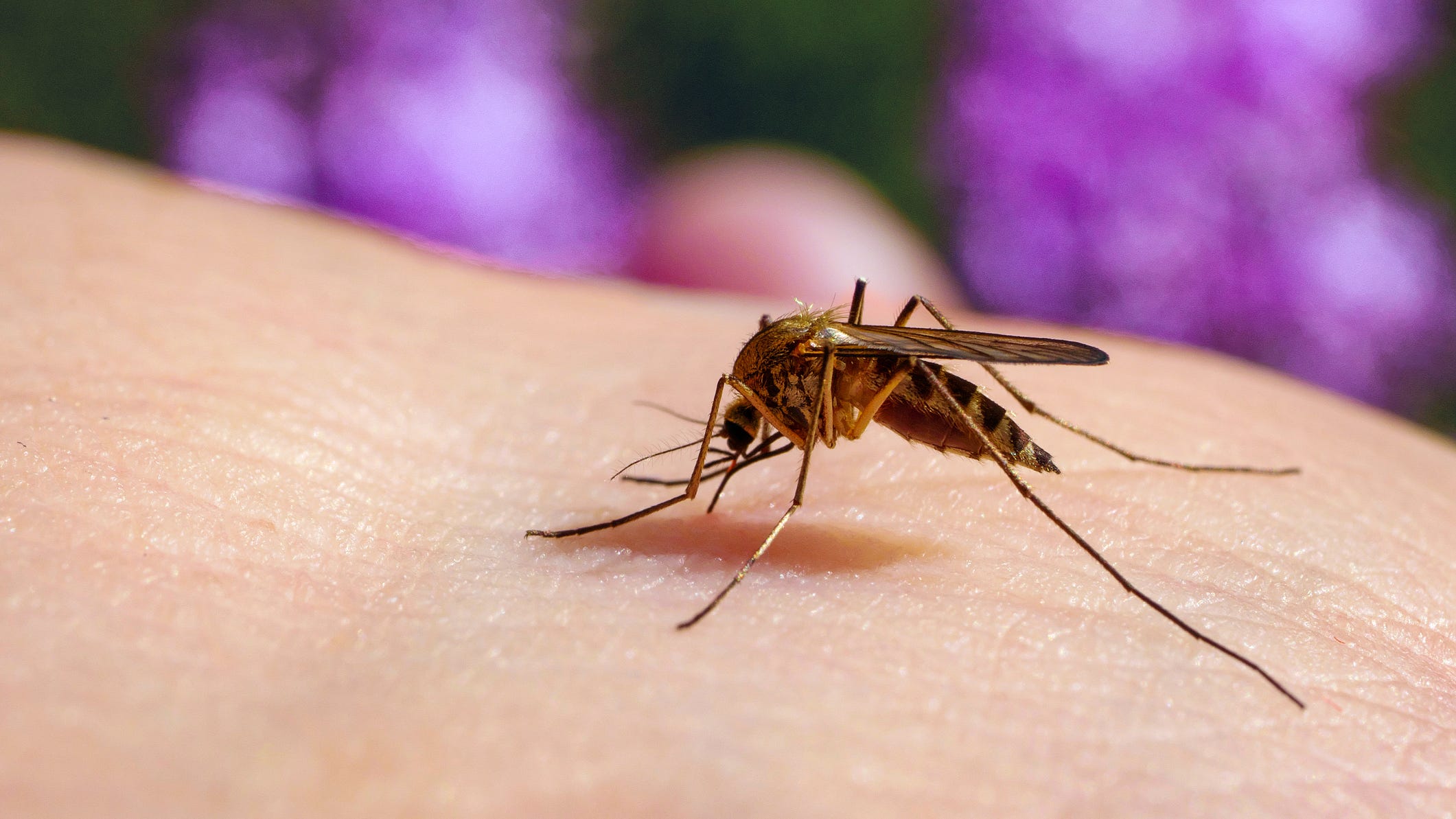 Millions of insects — including the dreaded mosquito — will return to Michigan this spring. And there's nothing you can do about it