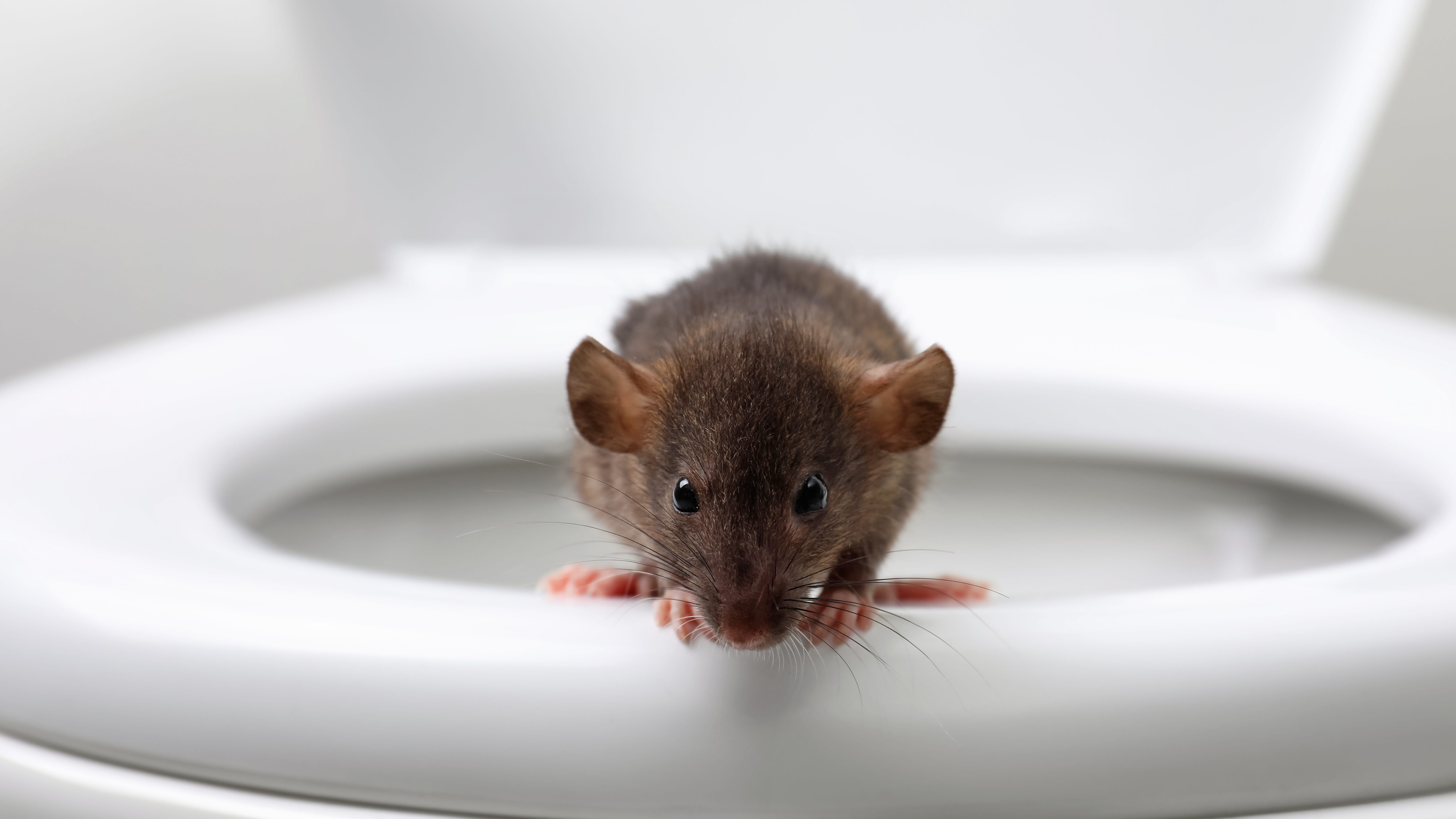 PODCAST: The fear of finding a rat in your toilet