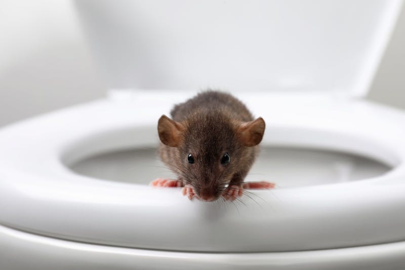 Rat on toilet bowl in bathroom. Pest control