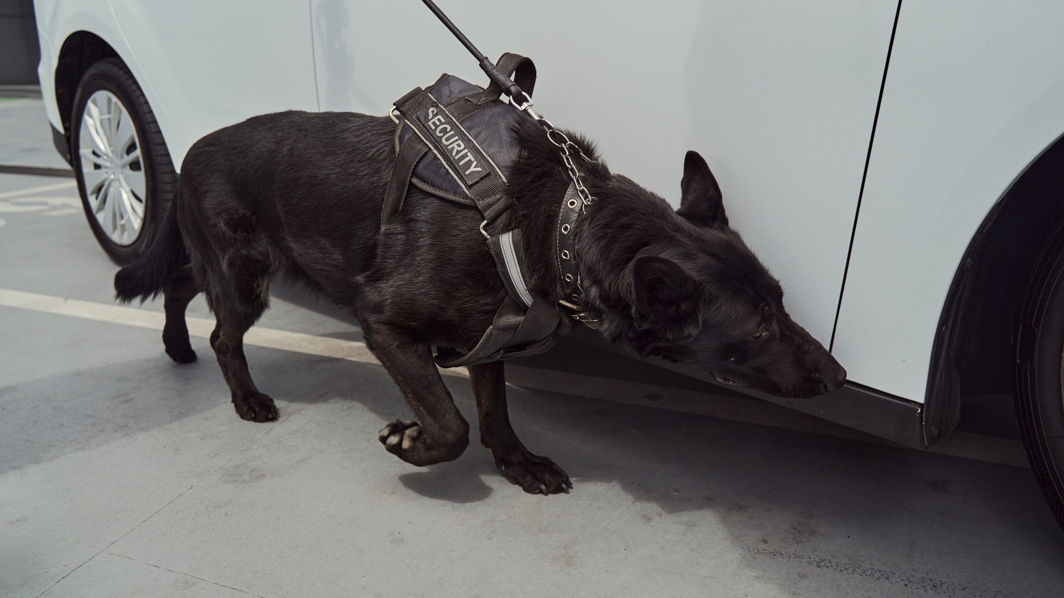 Canines teams in Arlington getting certified for detecting explosives