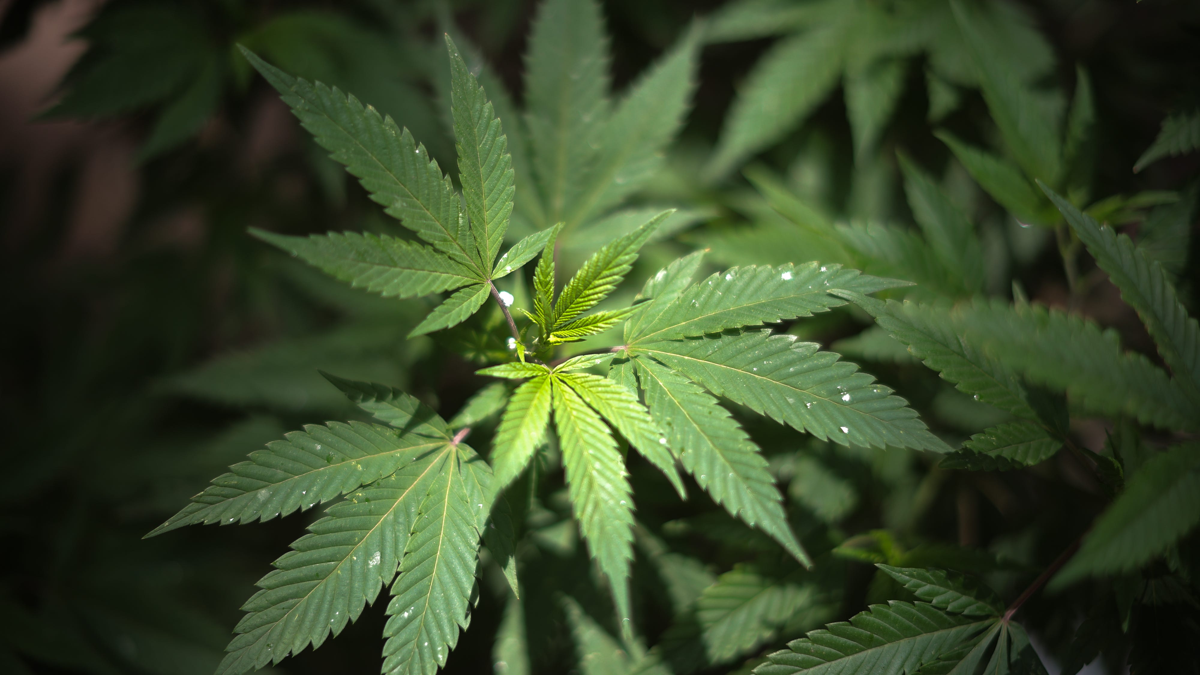 NY aims to start marijuana sales by end of 2022 with 1st licenses going to ex-cons with pot offenses