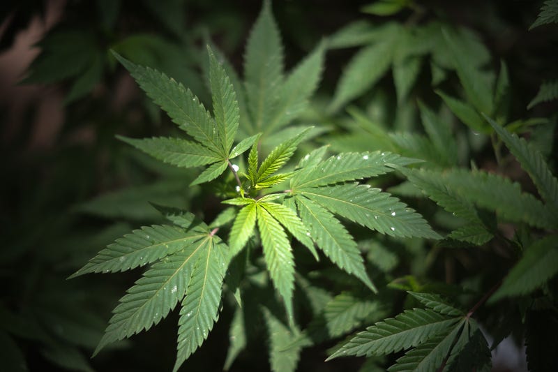 weed