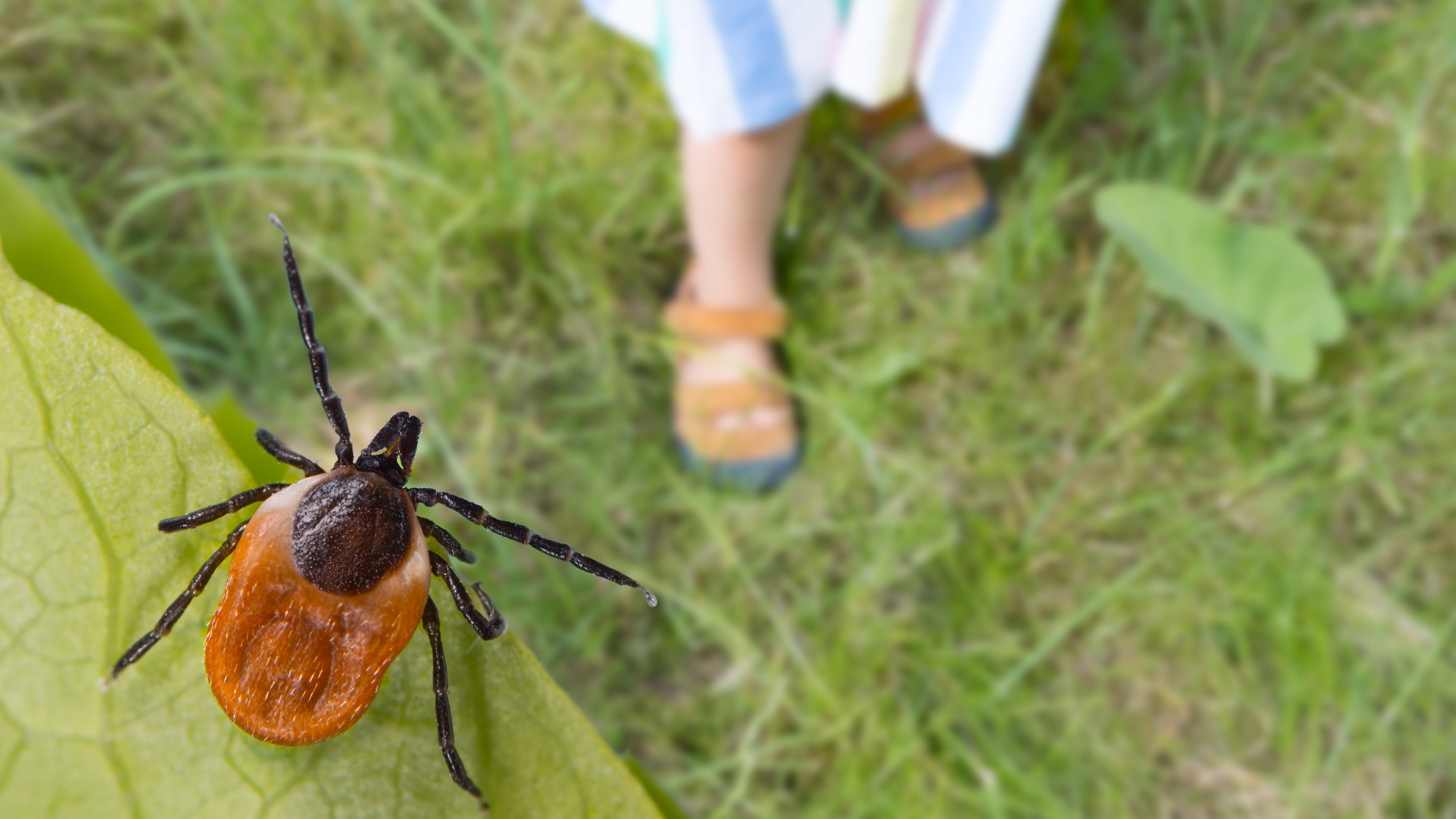 It's tick season! Here's how to stay tick-free