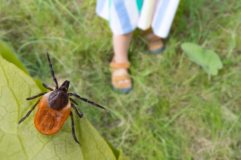 ticks