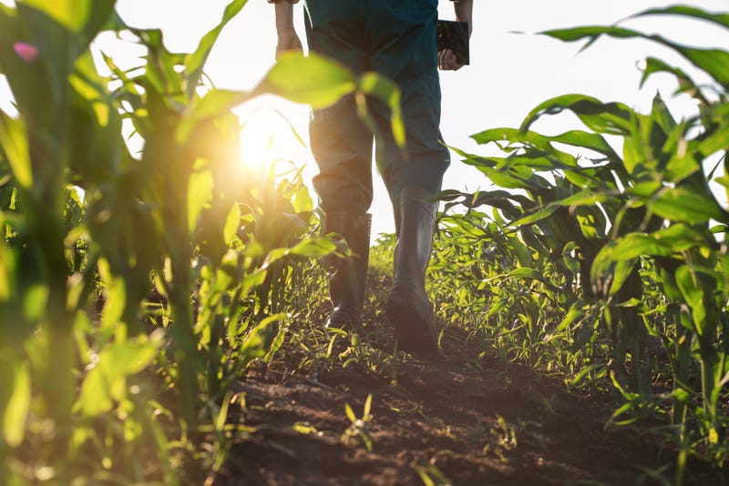 Farmer walking through a field with crops.