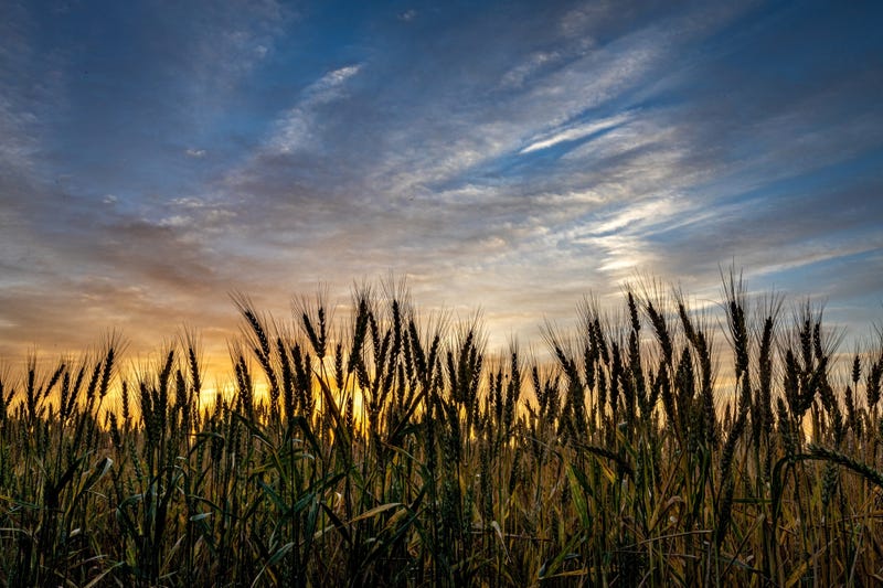 Kansas wheat