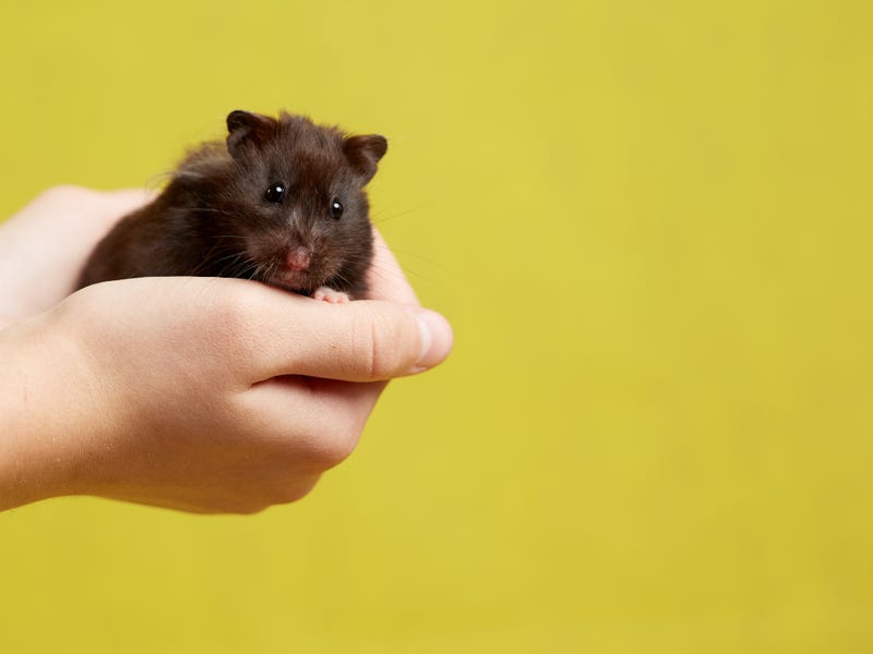 People for the Ethical Treatment of Animals has requested a criminal investigation into an Ionia County facility where a government report found hamsters, guinea pigs and other small animals living in squalor and filth.