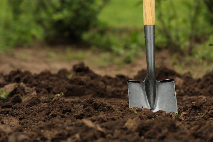 A shovel stands in fresh dirt. Older ground, grass and greenery can be seen in the background