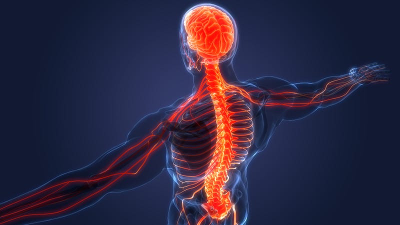 Concept of the human nervous system.