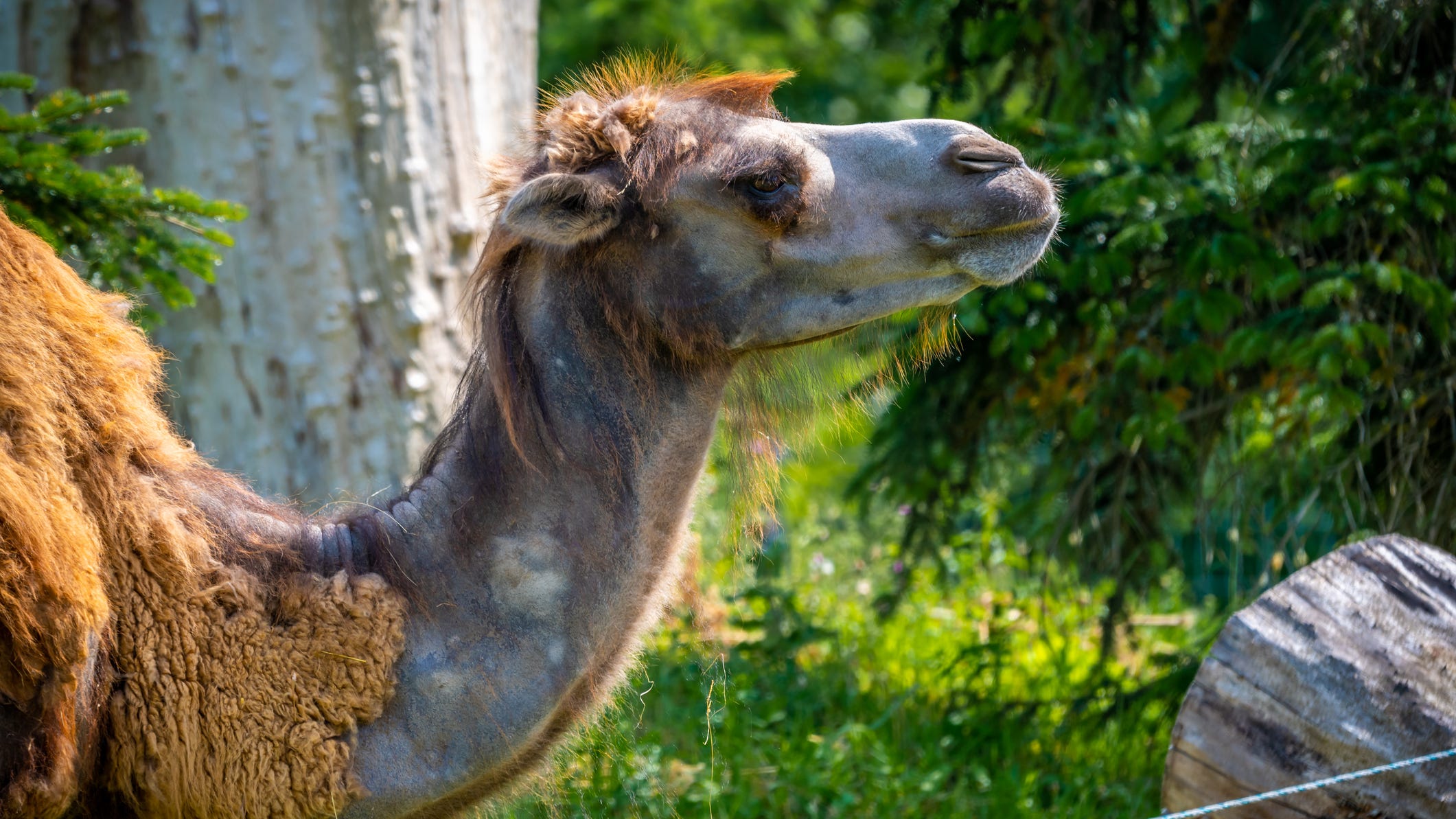 VIDEO: Police capture escaped camel in Oklahoma