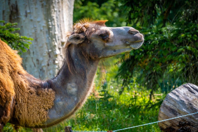 Camel